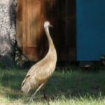 Sand Hill Crane