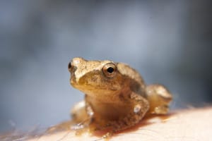My froggy familiar