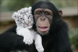 monkey&tiger